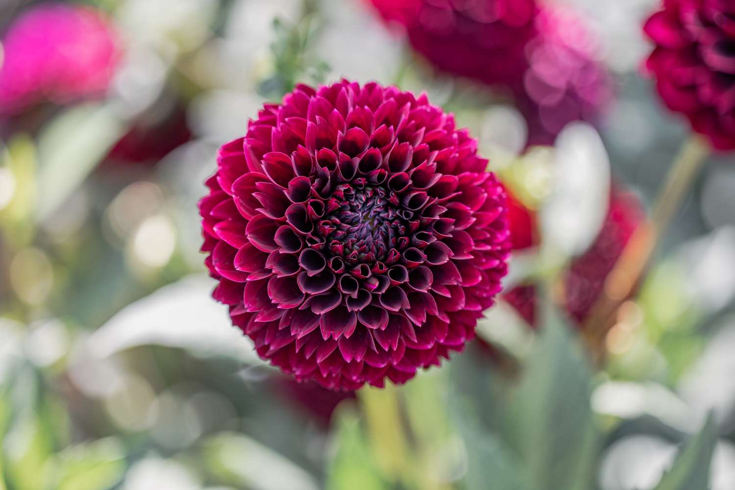 Dahlie 'Jowey Mirella'